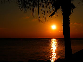 Captivating tropical sunset with palm tree silhouette and golden ocean reflection. HD wallpaper