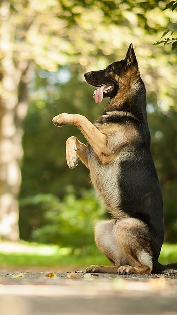 German Shepherd Dog, Standing, Two Legs HD phone wallpaper