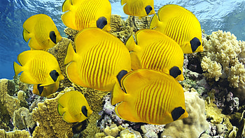 Butterflyfish, Coral Reefs HD wallpaper
