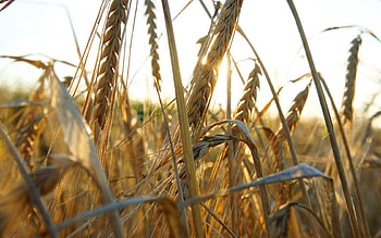 Grass, Macro, Ears, Ripe, Spikes HD wallpaper