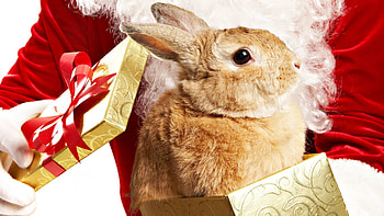 Animals, Beautiful, Box, Rabbit, Eared HD wallpaper