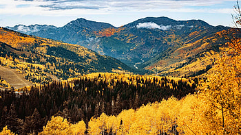 The golden aspens of the Wasatch Mountains, fall, autumn, clouds, trees, colors, landscape, sky, forest, usa HD wallpaper