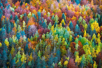color in trees, fun, trees, cool, nature, forest HD wallpaper