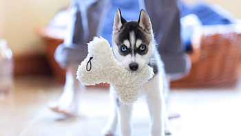 Husky, pups, animals, chew toy, dogs HD wallpaper