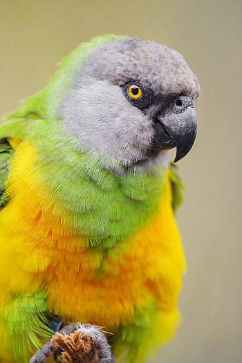 Animals, Parrots, Bird, Multicolored, Motley, Senegalese Parrot HD phone wallpaper