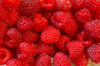 A close-up shot of vibrant red raspberries, fresh and ready to eat. HD wallpaper