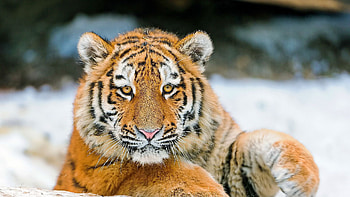 Tiger Cub With Stare Look Is Sitting On Snow In Blur Background Tiger HD wallpaper