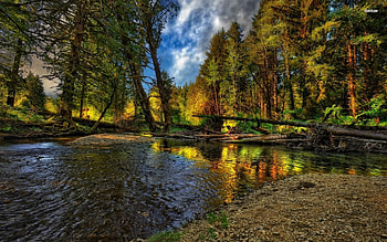 trees fallen in the rocky river, trees, river, sky, rocks HD wallpaper
