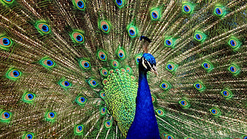 Animals, Birds, Peacocks HD wallpaper