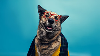 Dapper Dog Dressed For Success, animals, dogs, dog, german-shepherd HD wallpaper