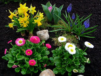 Spring flowers, graphy, garden, nature, flowers, spring HD wallpaper