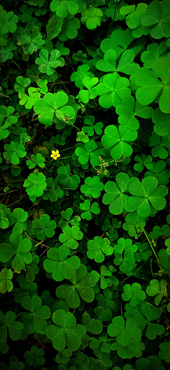 Green Leaf, trending, terrestrial_plant, nature, theabhaysarkar, , tree, location HD phone wallpaper