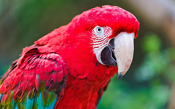 Animals, Parrots, Feather, Bird, Color, Macaw HD wallpaper