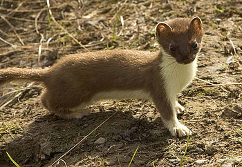 Weasel, cool, beautiful HD wallpaper