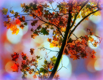 ✫Magical Leaves Fall✫, splendid, plants, graphy, sunsets, colors, beautiful, Autumn, creative pre-made, love four seasons, leaves, magical, cool, trees, nature, fall season, stunning HD wallpaper