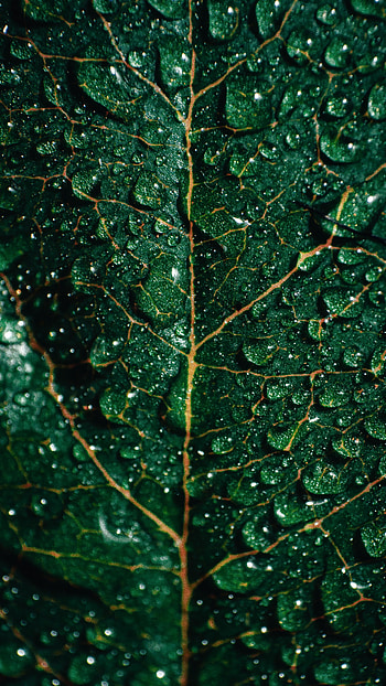 Drops, Macro, Wet, Surface, Leaflet HD phone wallpaper
