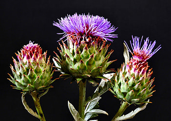 Flowers, Bloom, Flowering, Black Background, Hats, Thistle HD wallpaper
