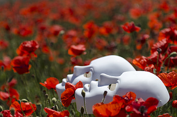 Flowers, Poppies, Masks, Miscellanea, Miscellaneous HD wallpaper