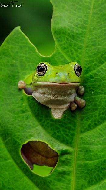 Cute Frog, Adorable Cute Frog HD phone wallpaper