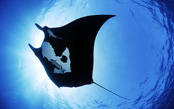 Manta Ray Sea Creature, manta-ray, sea, creature HD wallpaper