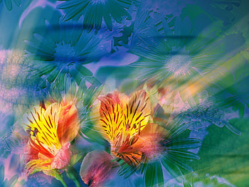 Floral Dawn, sunbeams, flowers, abstract, art HD wallpaper