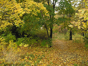 Nature, Forest, Teen, Young Growth, Outskirts, September, Edge HD wallpaper