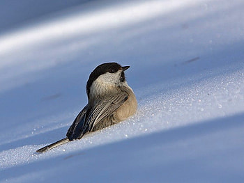 Bird in Ice, cool HD wallpaper