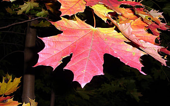 Plants, Leaves HD wallpaper
