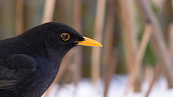 Animal, bird HD wallpaper