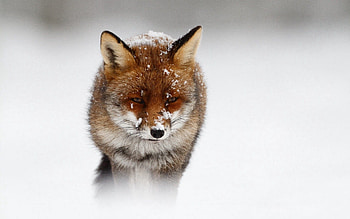 Animals, Winter, Nature, Snow, Fox, Snowstorm, Winter Storm HD wallpaper