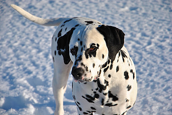 Animals, Snow, Dog, Dalmatian, Dalmatians HD wallpaper
