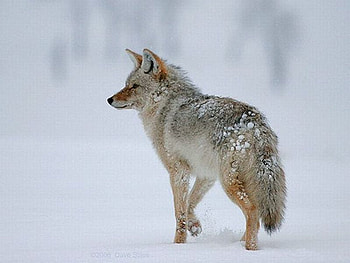 Snow Wolf, cool, wolf, , snow HD wallpaper