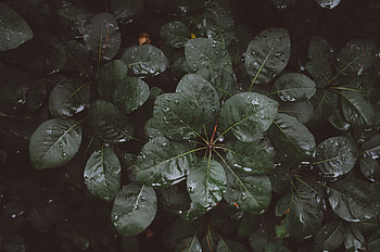 Nature, Leaves, Drops, Moisture HD wallpaper