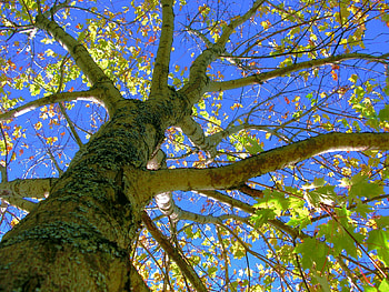 Maple, blue, leaves, green, fall, beautiful, nature, tree HD wallpaper