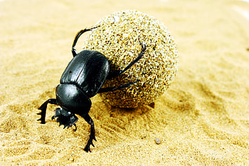 Beetle, Dung beetle , Animal, HQ HD wallpaper