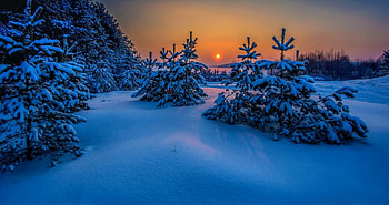 Winter, trees, nature, snow HD wallpaper