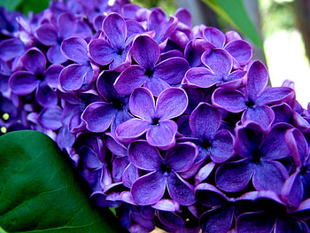 Flowers, Grass, Lilac, Macro HD wallpaper