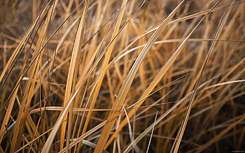 autumn breathe, cold, autumn, grass, solitude HD wallpaper