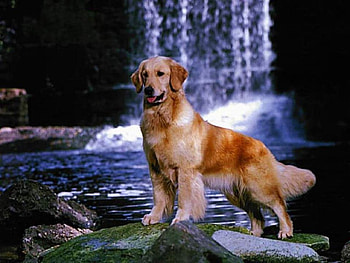 Lovely Dog, animal, dog, puppy, waterfall, stone HD wallpaper