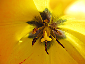 like sunshine, tulip, yellow, flower, bright, close-up HD wallpaper
