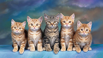 Cat, Lovely of cats, purr-fection, Captivating beauty HD wallpaper