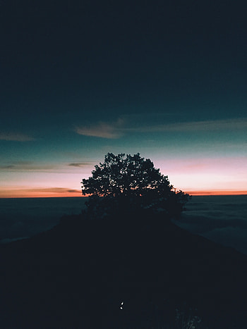 Sunset, Horizon, Dark, Wood, Tree, Elevation HD phone wallpaper