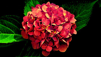 Artistic oil painting, Red flower, Nature's beauty, Captivating HD wallpaper