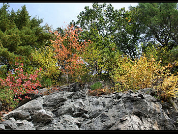 Tree and stones, trees, nature HD wallpaper