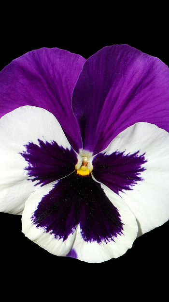 Pansy, White HD phone wallpaper