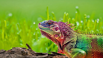 Iguana, , Detailed texture, Reptile graphy HD wallpaper