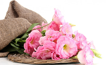 For you!, valentine, rose, pink, white, day, flower, mother HD wallpaper