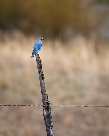 Animals, Bird, Focus, Snag HD phone wallpaper