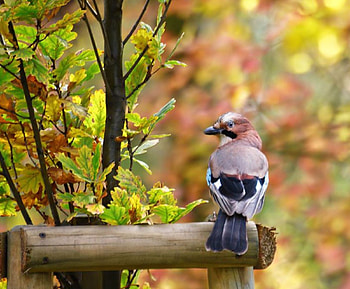 Autumn Bird, animal, autumn, bird, forest HD wallpaper