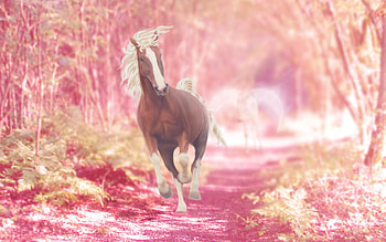 Horse, animal, pink, running HD wallpaper